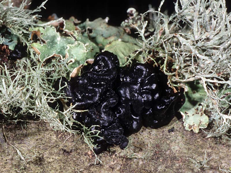 Exidia glandulosa